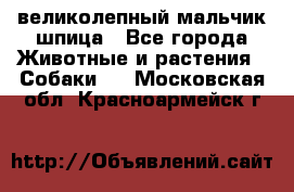 великолепный мальчик шпица - Все города Животные и растения » Собаки   . Московская обл.,Красноармейск г.